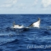 whale_humpback_h_00887_dom3019.jpg